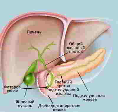 желчный пузырь и поджелудочная железа