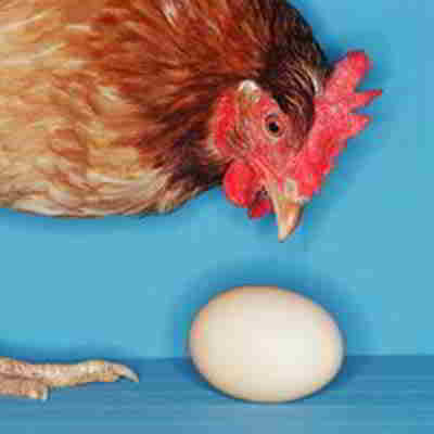 курица или яйцо?