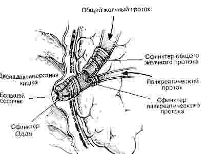 Сфинктер общего желчного протока и сфинктер Одди