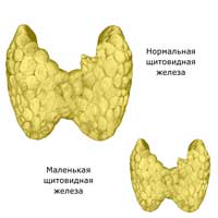 маоенькая щитовидная железа
