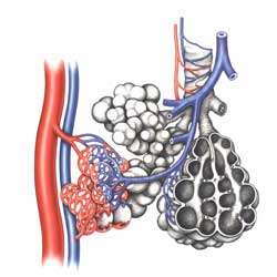 альвеолярные мешочки