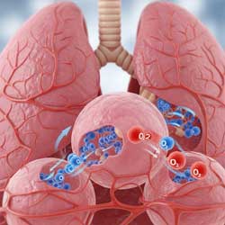 легкие и альвеолы