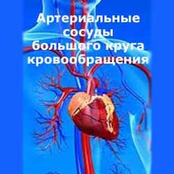 артерии большого круга кровообращения