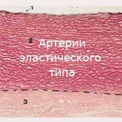 гистологическое строение артерии эластического типа