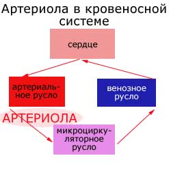 артериола в кровеносной системе