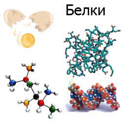 белки