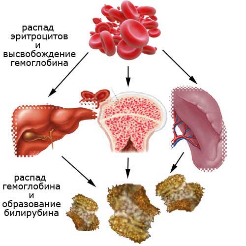 как образуется билирубин