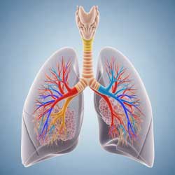 бронхиальное дерево