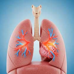 легкие, бронхи и бронхиолы