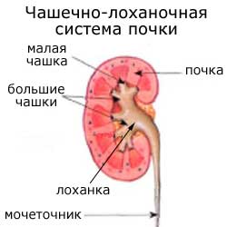 чашечно-лоханочная система почки