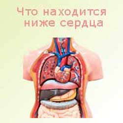 то, что находится ниже сердца