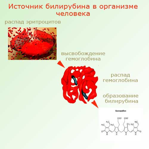 источник билирубина в организме человека, схема