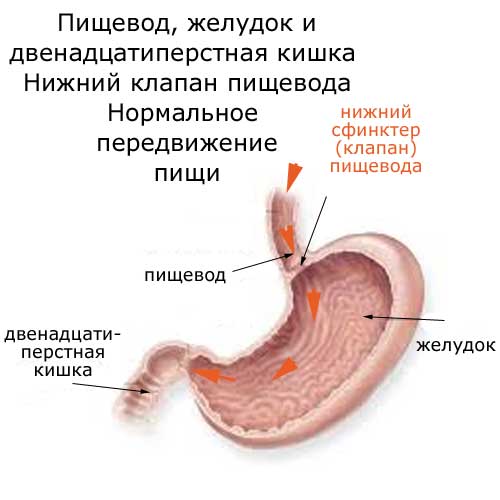 пищевод, желудок, клапан