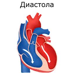 диастола