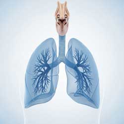 дыхательная система