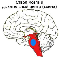 ствол мозга и дыхательный центр схема