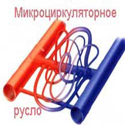 элементы микроциркуляторного русла