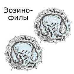 эозинофилы