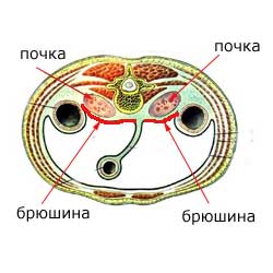 почки, расположенные экстраперитонеально