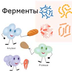 Ферменты - три группы