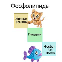 фосфолипиды, схема