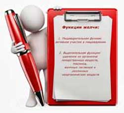 функции желчи