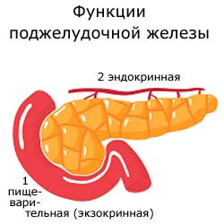 две функции поджелудочной железы