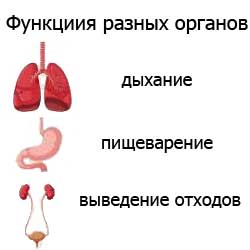 функция разных органов