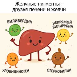 веселые желчные пигменты - друзья печени и желчи