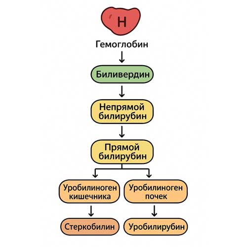 преобразование желчных пигментов, схема