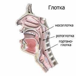 глотка: носоглотка, ротоглотка, гортаноглотка