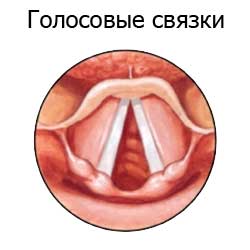 голосовые связки