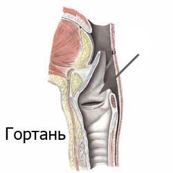 гортань