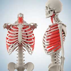 грудная клетка человека