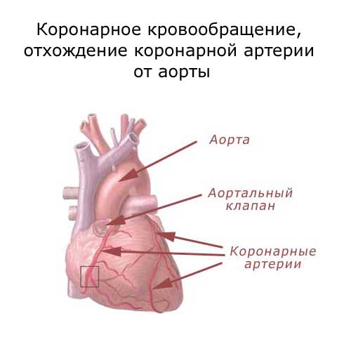 коронарное кровообращение, отхождение коронарной артерии от аорты