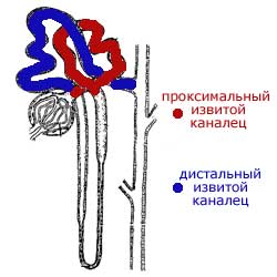 нефрон и его извитые канальцы