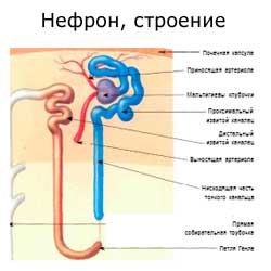 нефрон,схема строения