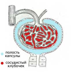 почечное тельце, схема