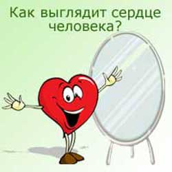 как выглядит сердце человека в зеркале