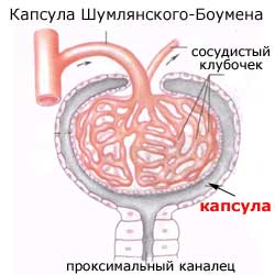 капсула Шумлянского-Боумена