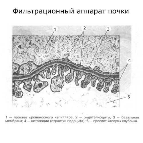 фильтрационный аппарат почки