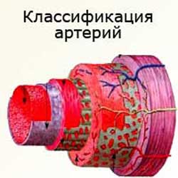классификация артерий по строению их стенок