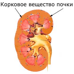 корковое вещество почки