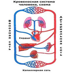 кровеносная система человека