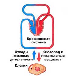 кровеносная система человека строение и функции