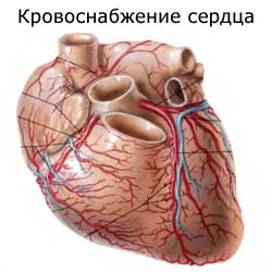 кровоснабжение сердца