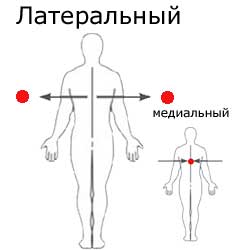 латеральный на теле человека