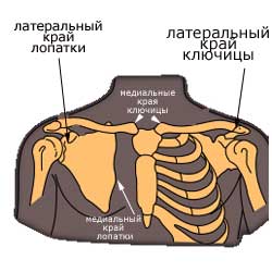 латеральные края ключицы и лопатки