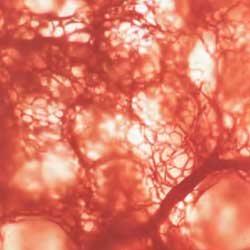 легочные капилляры