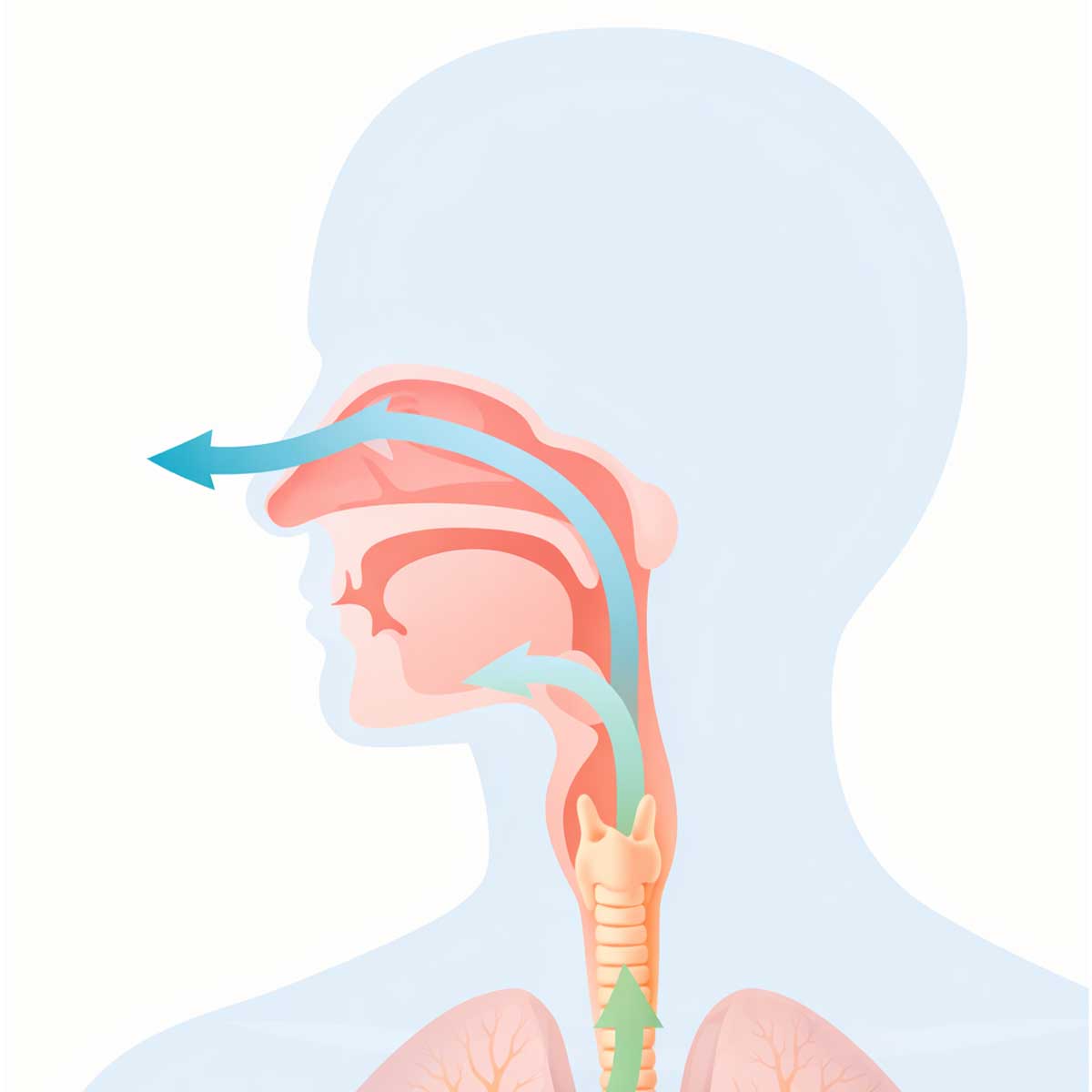 Схема верхних дыхательных путей: нос, носоглотка, глотка и гортань.